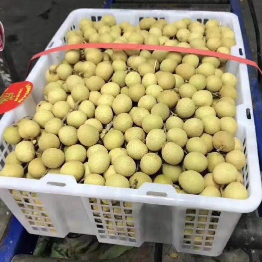 长沙 泰国龙眼新鲜桂圆热带水果孕妇水果 核小皮薄去枝鲜果
