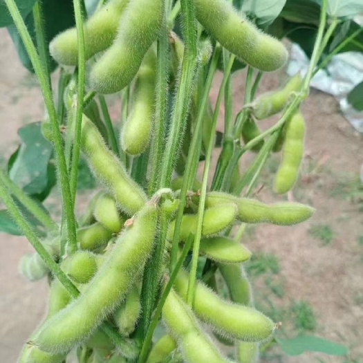 毛豆荚  柳江区毛豆基地
