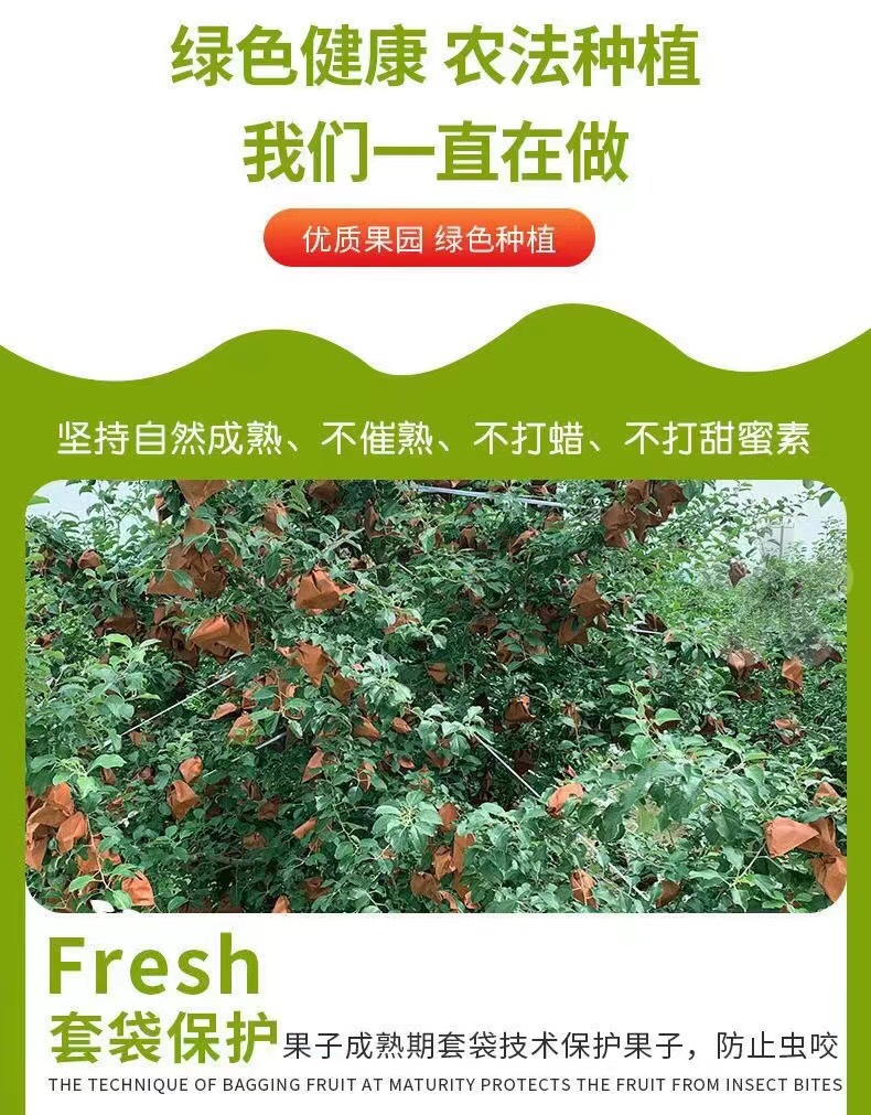 陕西红富士苹果原产地种植生长采摘发货全国供应欢迎采购