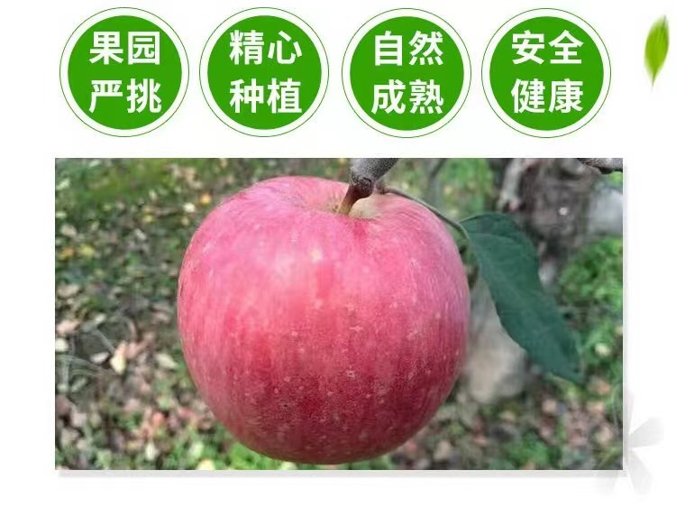 陕西红富士苹果原产地种植生长采摘发货全国供应欢迎采购