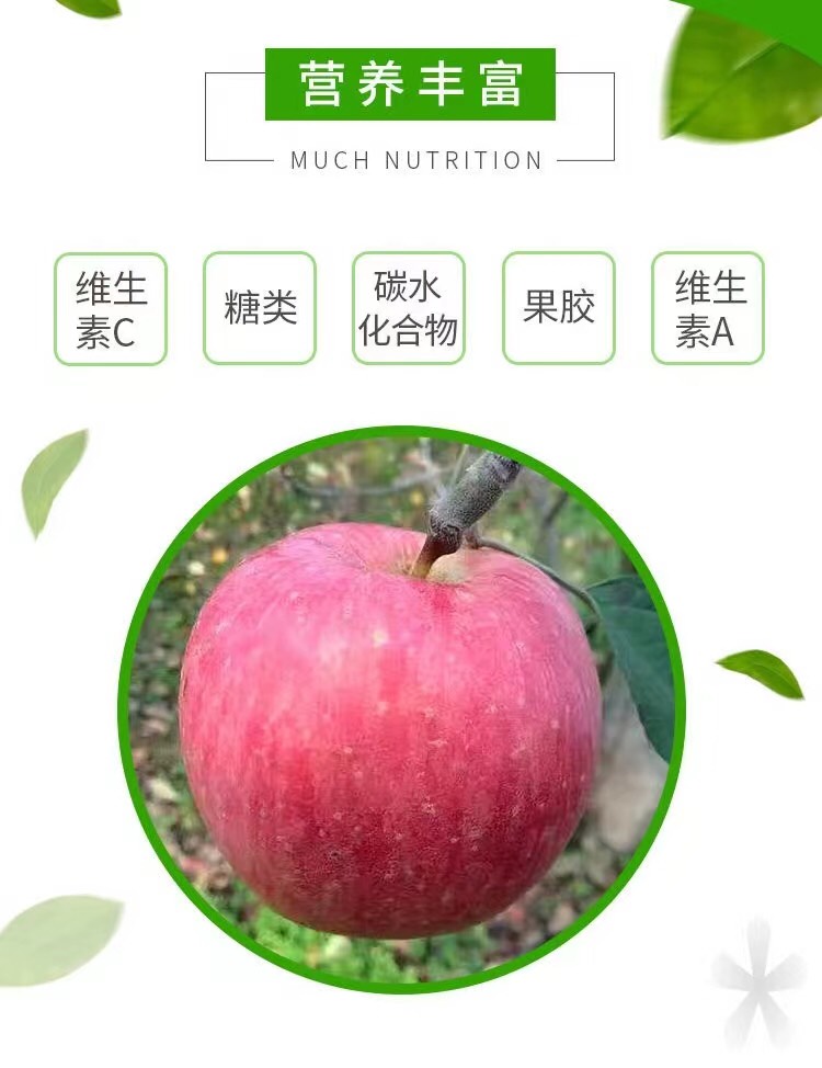 陕西红富士苹果原产地种植生长采摘发货全国供应欢迎采购