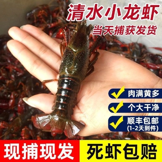 长沙 淡水小龙虾鲜活清水特大龙虾活虾红壳金稻田生鲜麻辣满肉水产批发