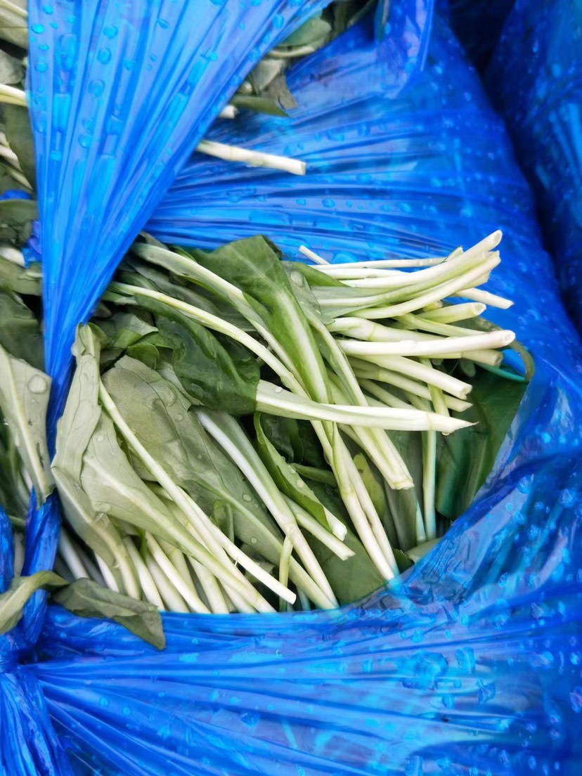 杭州 精品马兰头