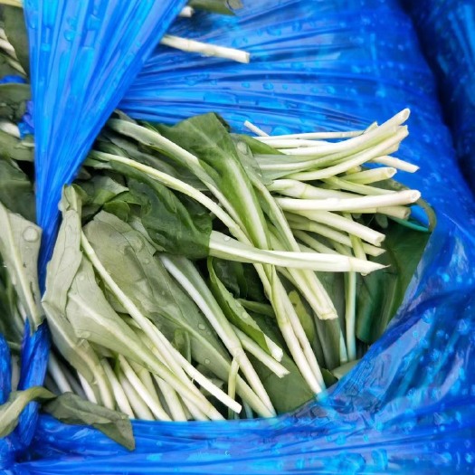 杭州 精品马兰头