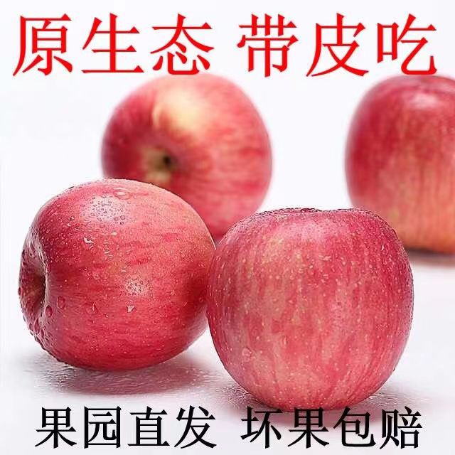 陕西红富士苹果原产地种植生长采摘发货全国供应欢迎采购