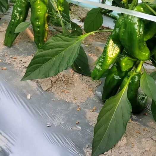 南安市青泡椒 新鲜泡椒，供货量大价格从优，自家大棚种植