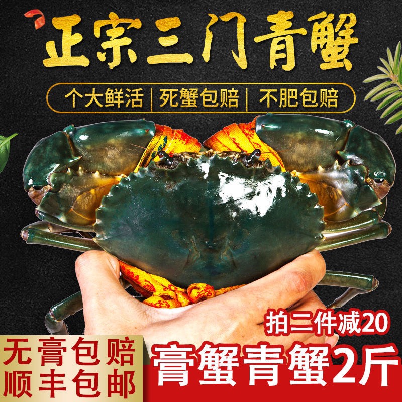  正宗三门青蟹鲜活 特大 超大母膏蟹公母搭配大青蟹海鲜非黄油蟹