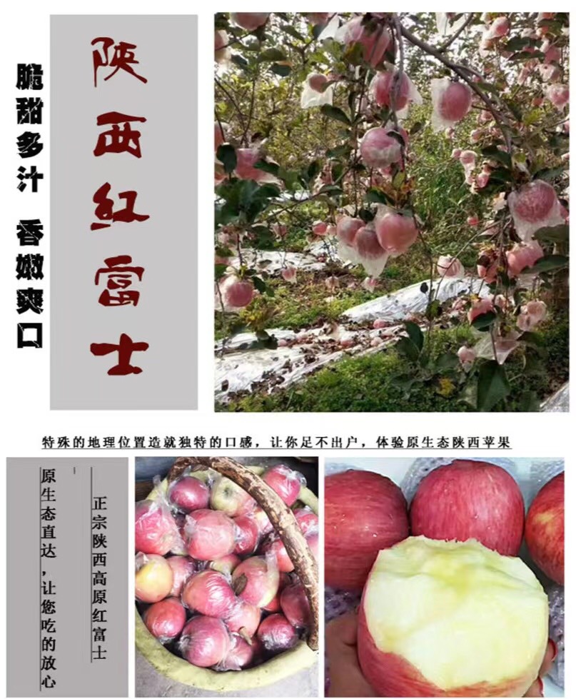 陕西红富士苹果原产地种植生长采摘发货全国供应欢迎采购
