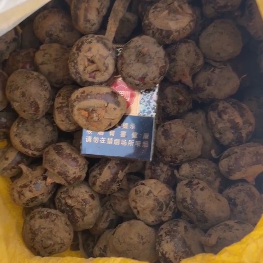 乐昌市专业做电商，做优质马蹄，多种规格供货实力强！