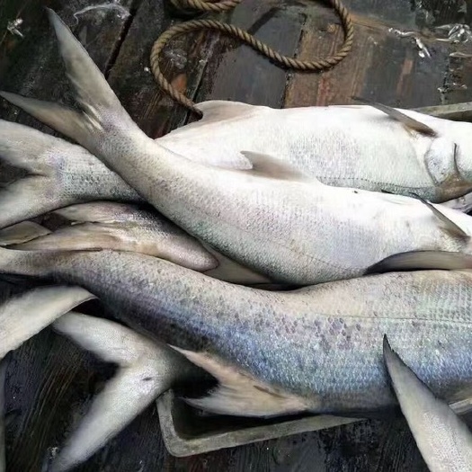 东山县 午鱼 马友鱼 大午鱼