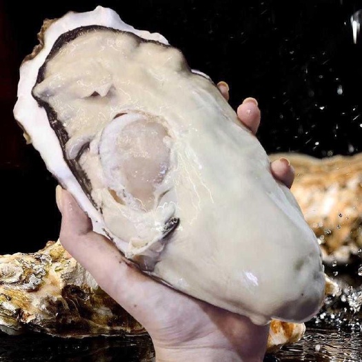 长沙长牡蛎 生蚝鲜活特大生蚝牡蛎海鲜贝类海蛎子带壳整箱生蚝净重5斤