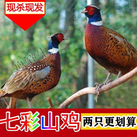 长沙【散养现杀山鸡】农家七彩山鸡新鲜山鸡肉山鸡蛋老母鸡土鸡整鸡