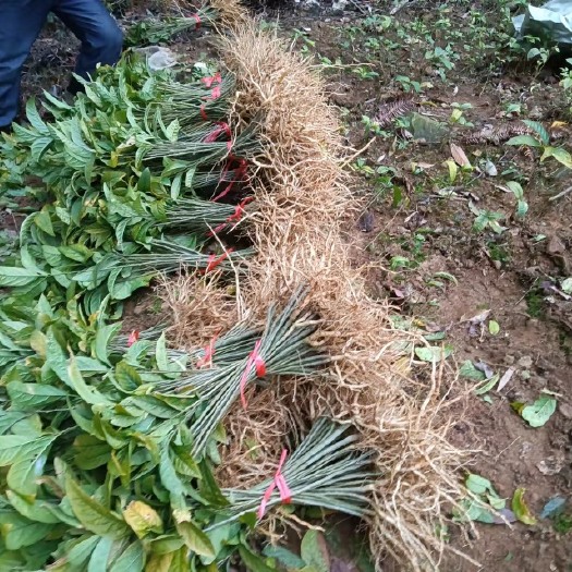 恭城县黄花倒水莲种苗  20厘米以上产地直销现挖现货生长快发芽率