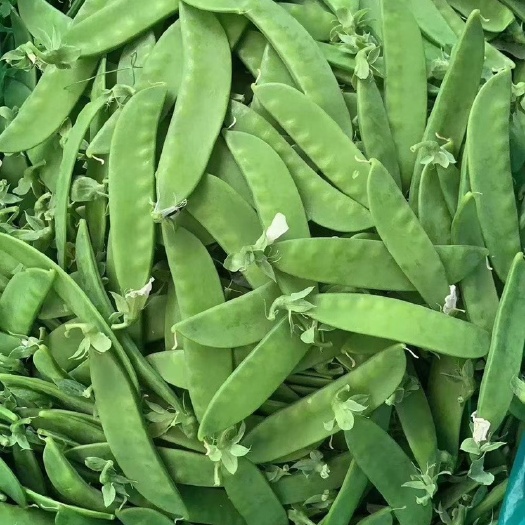 荷兰豆 精品珍宝豆产地直发，欢迎全国各地商户，电商，超市选购