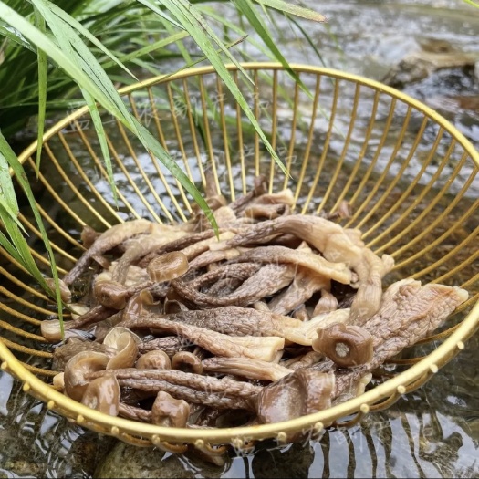 云和縣鹿茸菇 口感香脆，煲湯，炒菜都很好