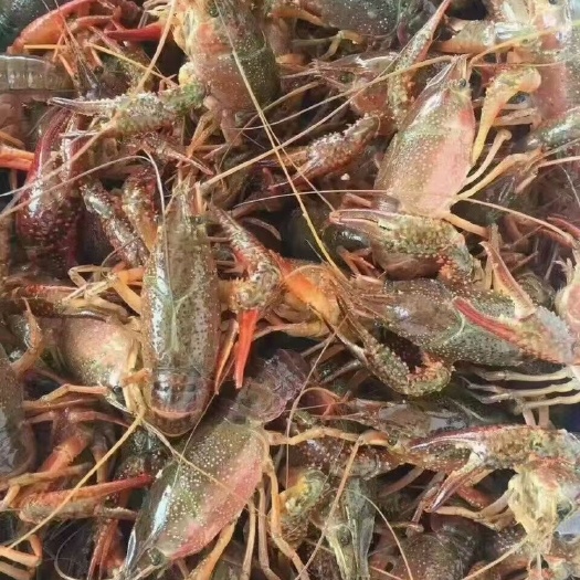 潜江市湖北潜江小龙虾，个个满肉，