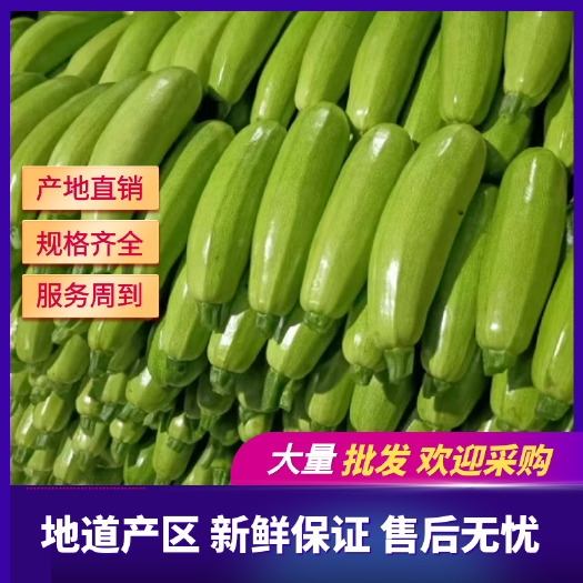 聊城绿皮西葫芦 西葫芦聊城东昌府区量大干净质量突出可供超市电商市