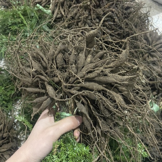 峨边县天门冬苗 天门冬天冬苗四川高产优质天门冬