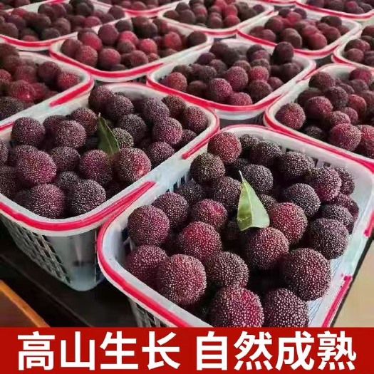 漳州农家东魁浮宫杨梅鲜果现摘现发当季新鲜水果