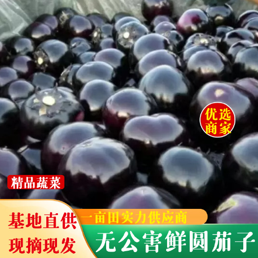 黑圆茄 圆茄聊城东昌府区量大干净质量突出可供超市电商市场团购