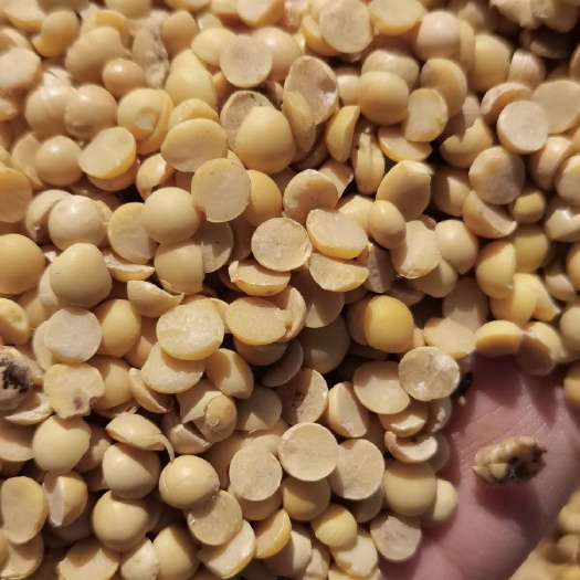 哈尔滨黄豆瓣 色选大豆瓣