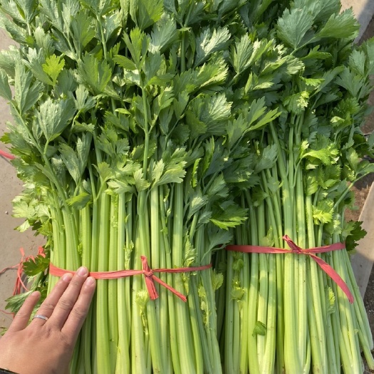高密市芹菜 细芹菜 粗芹菜 新鲜芹菜 现拔现卖