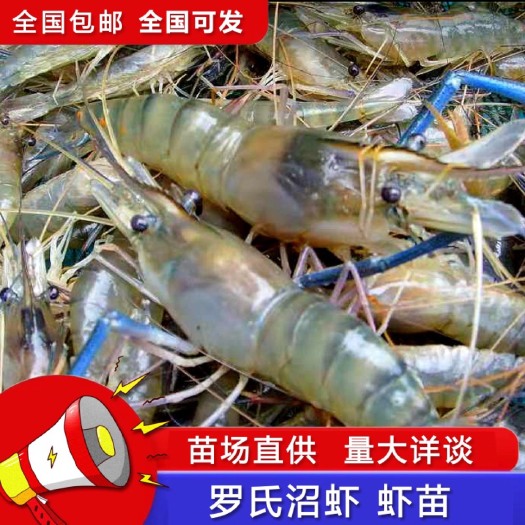 珠海罗氏沼虾 罗氏虾虾苗，淡水好养虾苗，大头虾苗，养殖基地批发