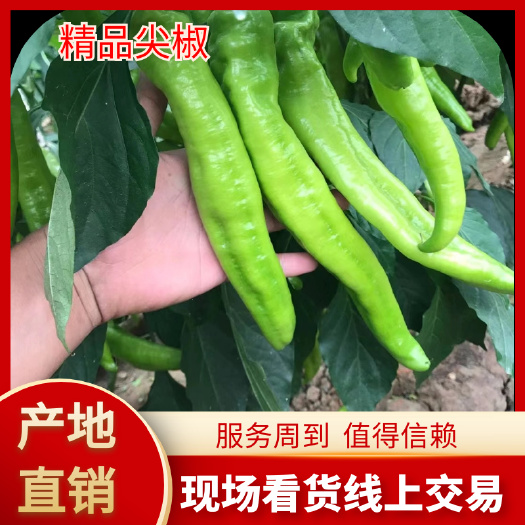 聊城尖椒精品，个头匀上下无差异，质量保证，量大走货快欢迎各位老板