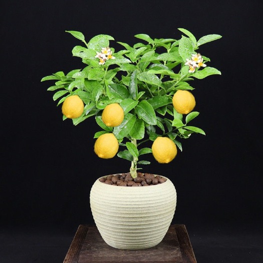 长沙香水柠檬苗 香水柠檬盆栽水果树驱蚊植物开花结果室内阳台庭院净化空气吸甲醛