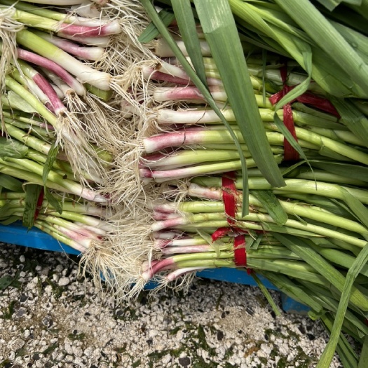 秦皇岛秦皇岛红根蒜苗