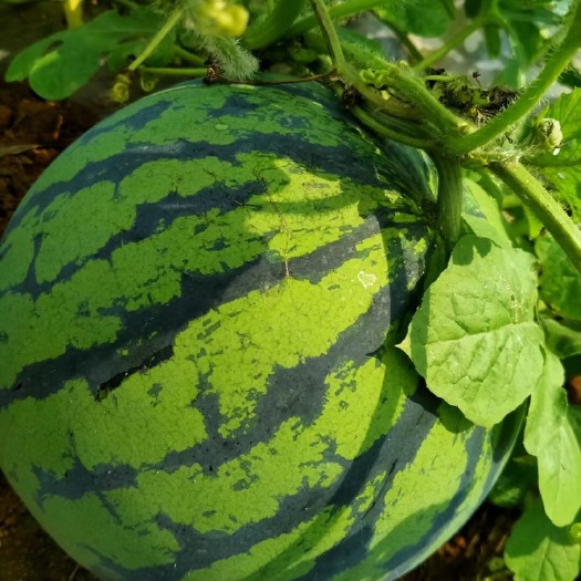 扶绥县甜王西瓜 广西红星甜王
