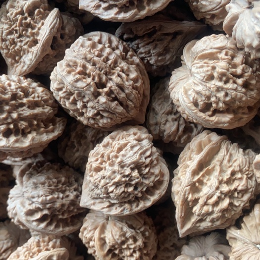 涞水县文玩 官帽批发1.5元一个起，黄尖儿虫眼阴皮不发货，常年大量批发