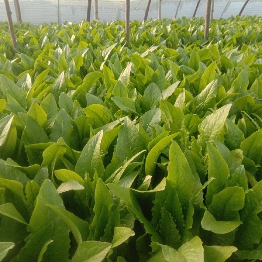 新民市青油麦 精品油麦菜，辽宁精品油麦菜