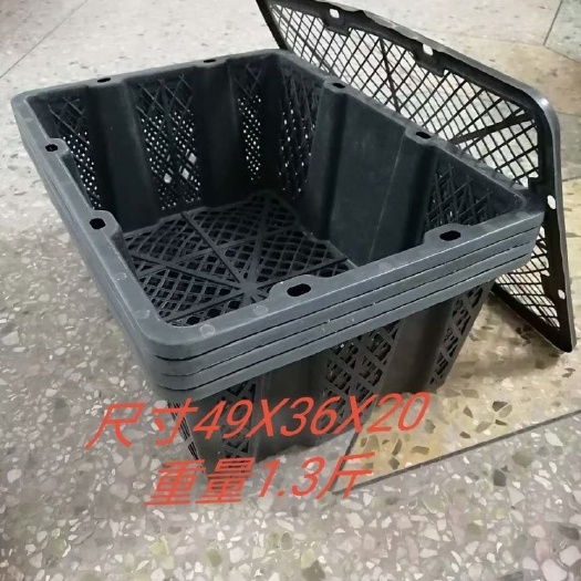 湛江五指毛桃苗带篮 芒果篮 大量供应