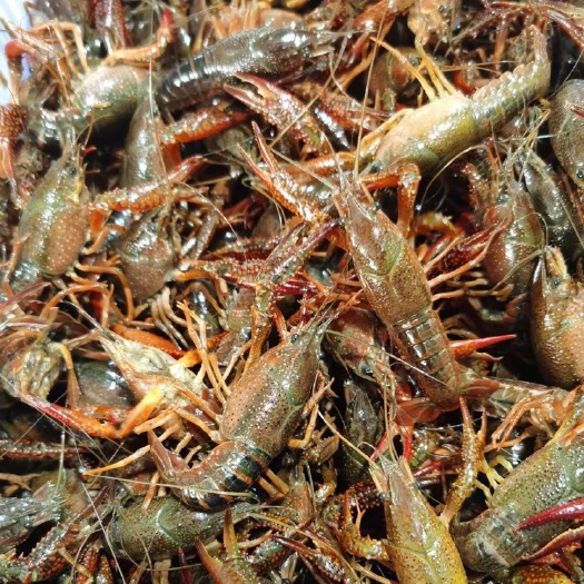 小龙虾  大量小青；小红，塘口直发，底板干净，肉质鲜嫩饱满。