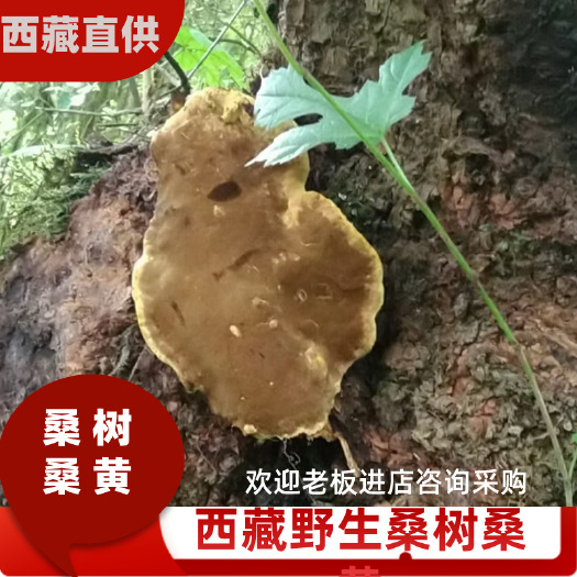 林芝桑黄 西藏桑树桑黄 产地直发品质保证 一手货源 量大从优