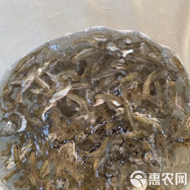  无病毒加州鲈鱼苗5-8公分