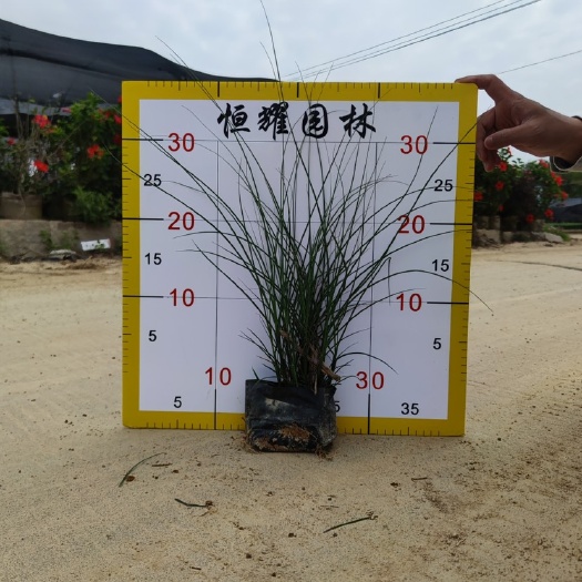 漳浦县【细叶芒】5斤袋7斤袋各种规格 福建漳州基地直发
