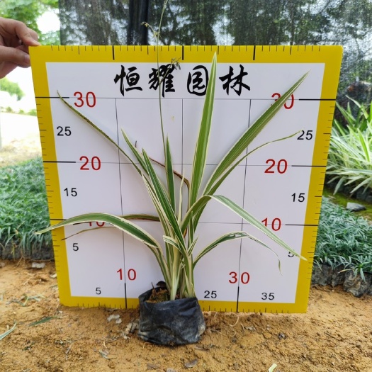 漳浦县山菅兰  【山管兰】5斤袋7斤袋各种规格 福建漳州基地直发