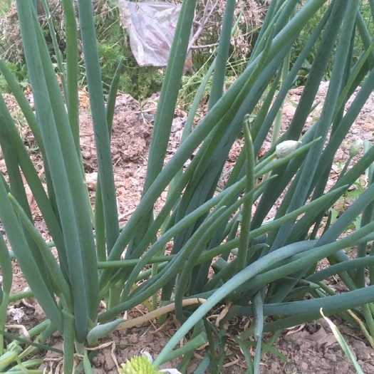 菏泽大葱铁杆大葱支持代发