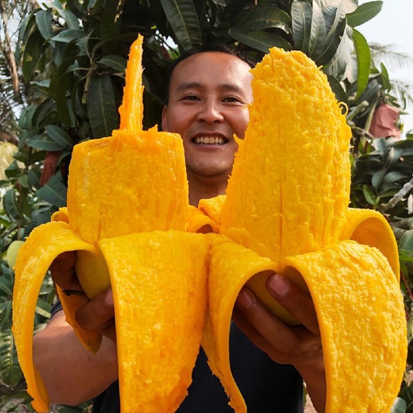 大青芒 金煌芒青芒海南大芒果现摘新鲜当季水果非台农贵妃芒甜