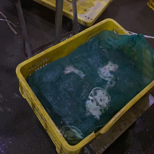 杭州温室甲鱼大量供应