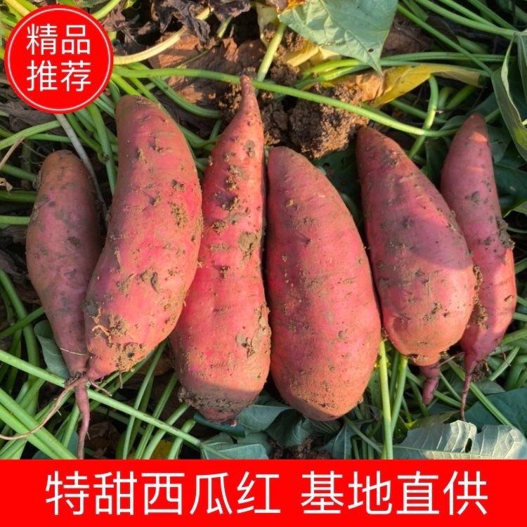 【产地直发】优质精品西瓜红红薯，长年稳定供应蜜薯，大量好货