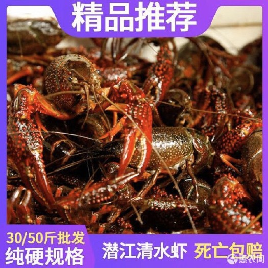 南昌县[推荐]热销小龙虾  湖北潜江小龙虾基地直发  质量保证