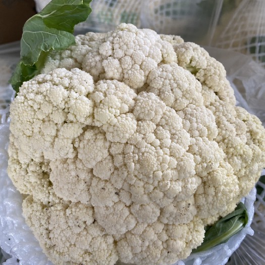 乐亭县花菜 实力供货 菜花，产地直销