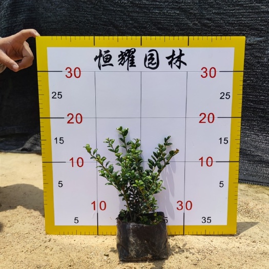 漳浦县【龟甲冬青】5斤袋7斤袋各种规格 福建漳州基地直发