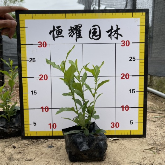 漳浦县【蓝雪花】5斤袋7斤袋各种规格 福建漳州基地直发