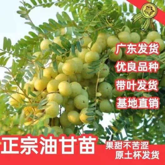 普宁市普宁潮汕甜油甘子苗余甘果苗余甘子果树苗嫁接四季种植地栽盆栽