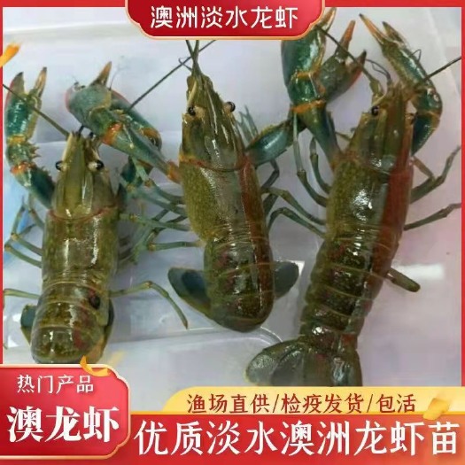 诸暨市澳洲龙虾苗批发基地澳洲龙虾苗批发，基地直供技术指导养殖和购销