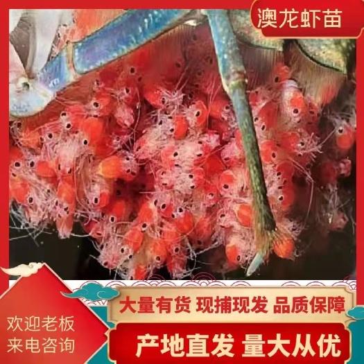 诸暨市澳洲龙虾苗批发基地澳洲龙虾苗批发，基地直供技术指导养殖和购销